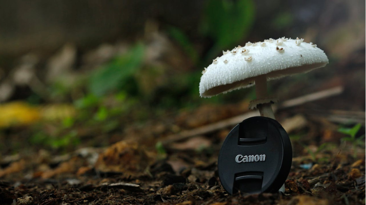Is Canon or Nikon better